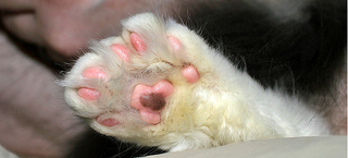 Illustration for article titled Scientists To Sequence Lil Bub's Genome